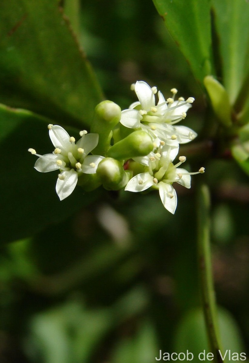 Lumnitzera racemosa Willd.